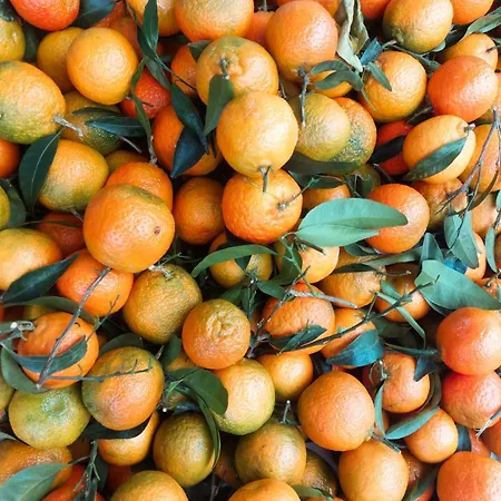 Апартаменти La Palmera *