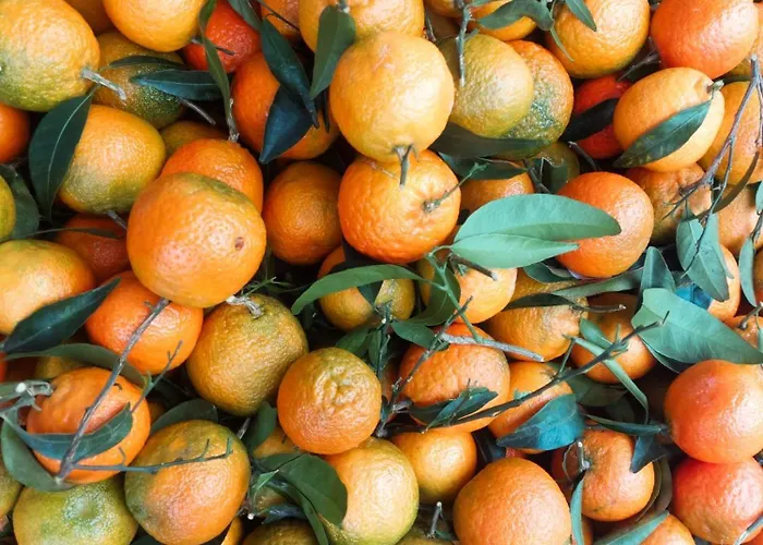 Lejlighed La Palmera *